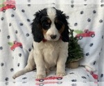 Small Photo #1 Bernese Mountain Dog Puppy For Sale in CEDAR LANE, PA, USA