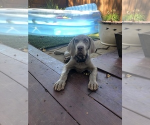 Weimaraner Puppy for sale in CARMICHAEL, CA, USA