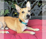 Small #2 Basenji-Carolina Dog Mix