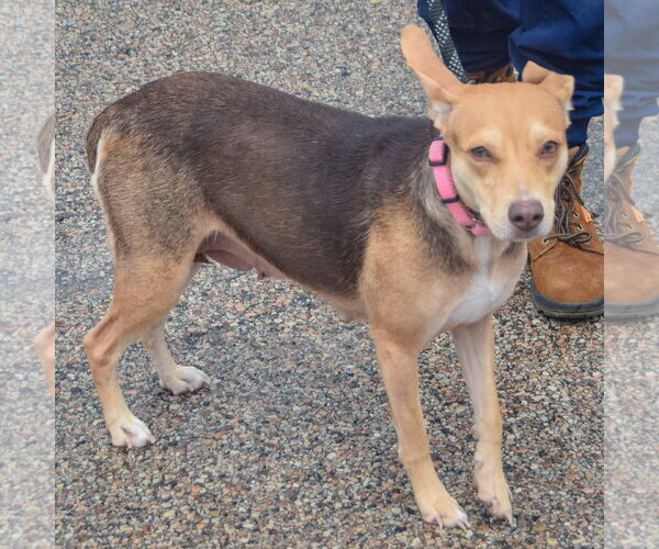 Medium Photo #4 Feist Terrier-Italian Greyhound Mix Puppy For Sale in Huntley, IL, USA