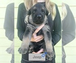 Puppy Puppy 5 Jeep German Shepherd Dog