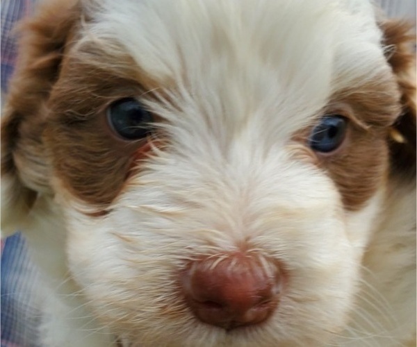 Medium Photo #17 Bernedoodle (Miniature) Puppy For Sale in LEETONIA, OH, USA