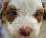 Small #16 Bernedoodle (Miniature)