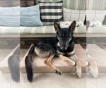 Small German Shepherd Dog Mix