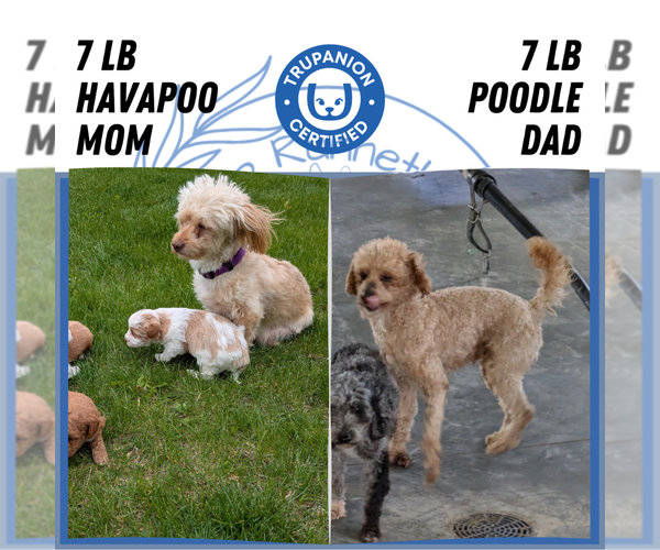 Medium Photo #13 Poovanese Puppy For Sale in GOSHEN, IN, USA