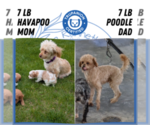 Small #12 Poovanese