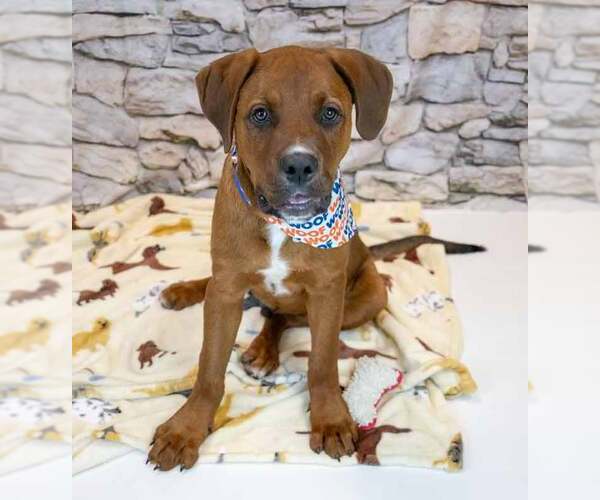 Medium Photo #3 Mastiff-Saint Bernard Mix Puppy For Sale in Kennesaw, GA, USA