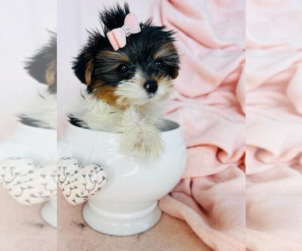 Medium Photo #16 Yorkshire Terrier Puppy For Sale in NEW YORK, NY, USA