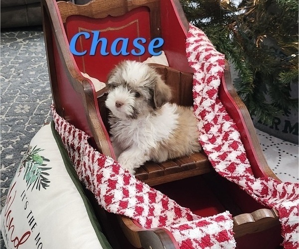 Medium Photo #9 Havanese Puppy For Sale in ALBION, PA, USA