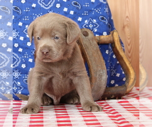 Labrador Retriever Puppy for sale in MARSHFIELD, MO, USA