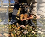 Small #3 German Shepherd Dog