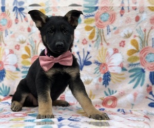 German Shepherd Dog Puppy for sale in LANCASTER, PA, USA