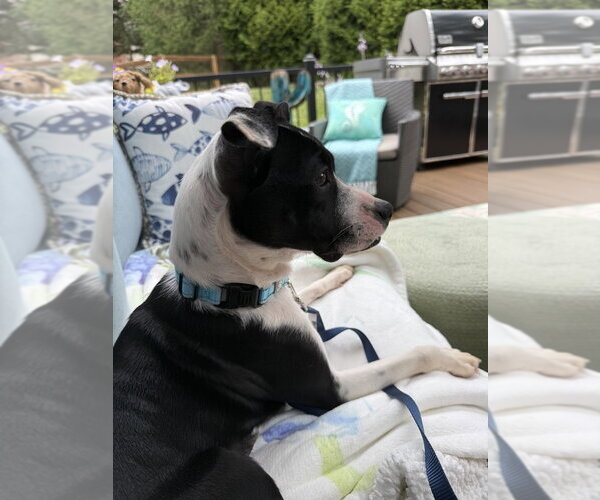 Medium Photo #3 Boston Terrier-Unknown Mix Puppy For Sale in Springdale, PA, USA