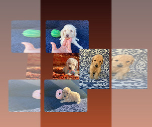 Poodle (Miniature) Puppy for sale in NAPLES, FL, USA