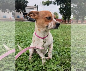Dachshund-Jack Russell Terrier Mix Dogs for adoption in Chico, CA, USA