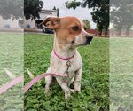 Small Photo #1 Dachshund-Jack Russell Terrier Mix Puppy For Sale in Chico, CA, USA