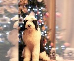 Small Photo #5 Old English Sheepdog Puppy For Sale in STANLEY, VA, USA