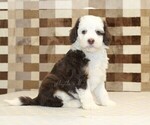 Small Bernedoodle (Miniature)