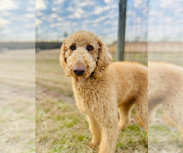 Medium Photo #1 Poodle (Standard) Puppy For Sale in Pacolet, SC, USA