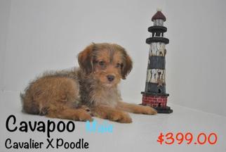 Cavapoo Puppy for sale in OCOEE, FL, USA
