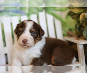 Australian Shepherd Puppy for sale in WESTFIELD, MA, USA