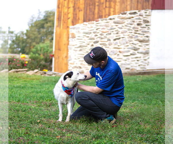 Medium Photo #10 Border Collie-Huskies  Mix Puppy For Sale in Unionville, PA, USA