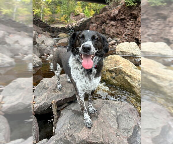 Medium Photo #3 Border Collie-Unknown Mix Puppy For Sale in Crystal, MN, USA