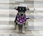 Small #3 Mutt