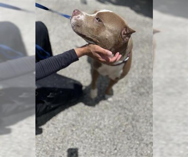 Medium Photo #1 American Pit Bull Terrier Puppy For Sale in Houston, TX, USA