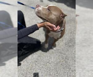 American Pit Bull Terrier Dogs for adoption in Houston, TX, USA