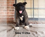 Small #1 Akita