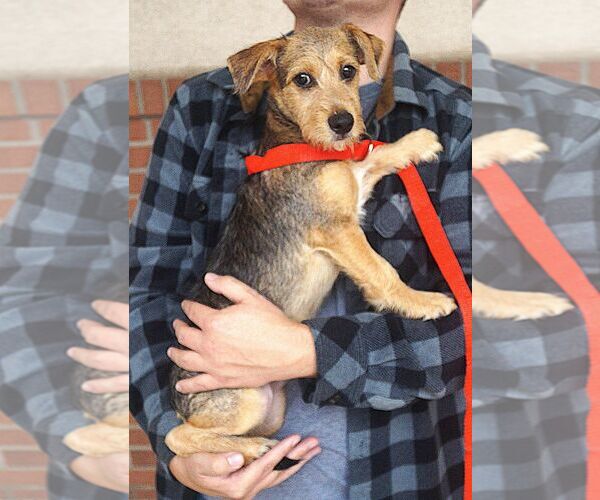 Medium Photo #5 Mutt Puppy For Sale in Carrollton, TX, USA