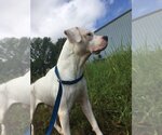 Small #6 American Bulldog