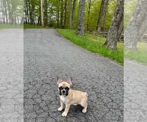 French Bulldog Puppy for sale in LANCASTER, PA, USA