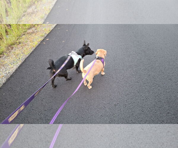 Medium Photo #34 Chiweenie Puppy For Sale in Sebec, ME, USA