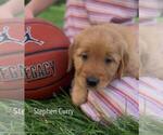 Small #27 Golden Retriever