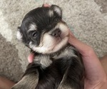 Puppy 0 Schnauzer (Miniature)