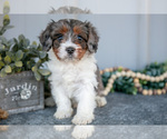 Puppy Banks Cavapoo