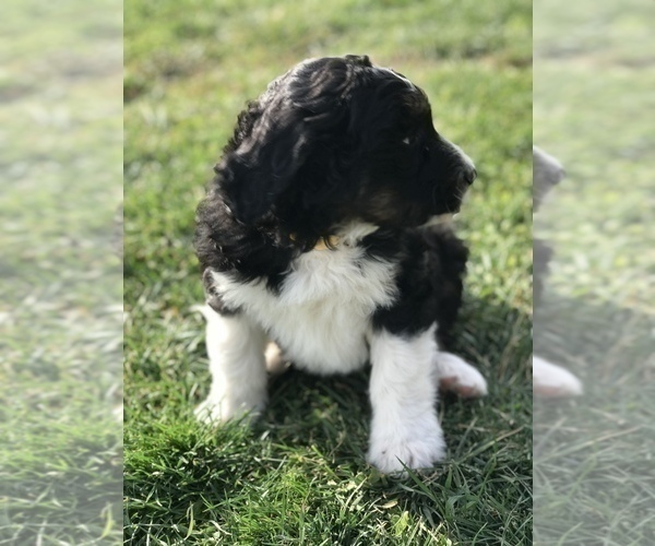 Medium Photo #15 Bernedoodle Puppy For Sale in BOWLING GREEN, KY, USA