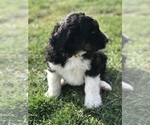 Small #14 Bernedoodle