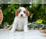 Small #1 Poodle (Miniature)