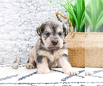 Small Photo #32 Schnauzer (Miniature) Puppy For Sale in SYRACUSE, IN, USA