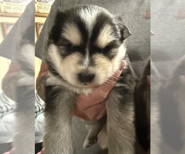 Medium Photo #1 Alaskan Klee Kai Puppy For Sale in ROGERSVILLE, MO, USA