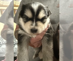 Alaskan Klee Kai Puppy for sale in ROGERSVILLE, MO, USA
