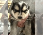 Small Alaskan Klee Kai
