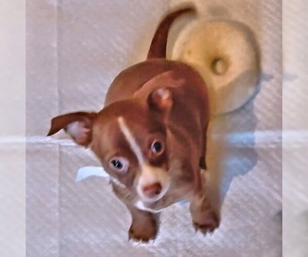 Medium Photo #2 Chihuahua Puppy For Sale in Rutherfordton, NC, USA