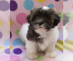 Small Photo #10 Shih-Poo Puppy For Sale in BAY VIEW, WI, USA