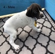 Small Photo #2 German Shorthaired Pointer Puppy For Sale in ALACHUA, FL, USA