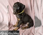Image preview for Ad Listing. Nickname: Gabby