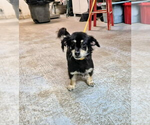 Chihuahua-Unknown Mix Dogs for adoption in New York, NY, USA